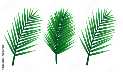 Palm leaves set. Vector clipart isolated on white background.