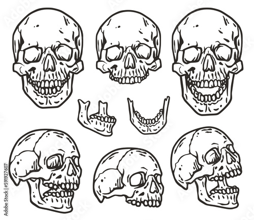Skull vector set for halloween design. Skeleton head collection or bone brutal skull