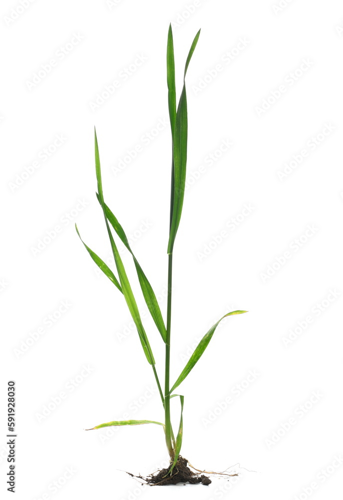 Naklejka premium Green young wheat, macro in spring, isolated on white, clipping path