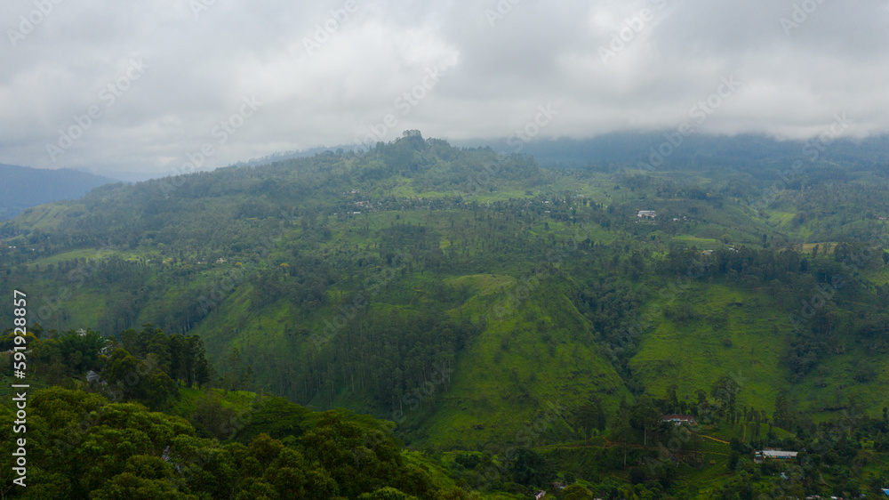 Tea estate in Sri Lanka. High mountain tea plantation.