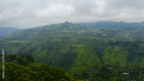 Tea estate in Sri Lanka. High mountain tea plantation.