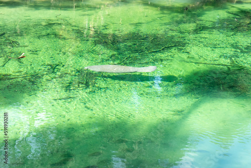 A Florida Manatee (Trichechus manatus latirostris) swimming in the crystal-clear spring water at Blue Spring State Park in Florida, USA, a winter gathering site for manatees.