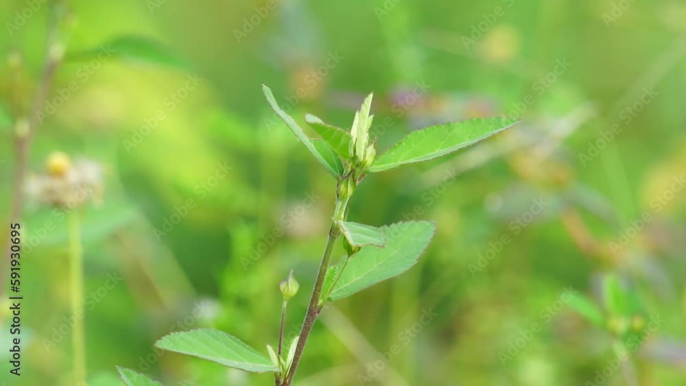 Sida rhombifolia (arrowleaf sida, Malva rhombifolia, rhombus-leaved sida, Paddy's lucerne, jelly leaf, Cuban jute, Queensland-hemp, Indian hemp) in the nature background. Also use as herbal medicine. Sida rhombifolia (arrowleaf sida, Malva rhombifolia, rhombus-leaved sida, Paddy's lucerne, jelly leaf, Cuban jute, Queensland-hemp, Indian hemp) in the nature background. Also use as herbal medicine.