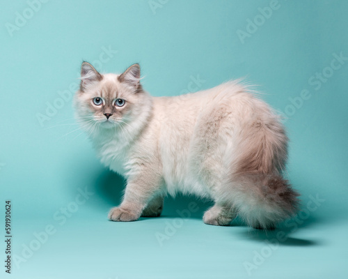 Fluffy grey cat with blue eyes in studio on turquoise background. Sitting Neva Masquerade kitten looking at camera on blue background. High quality horizontal photo of long-hair cat