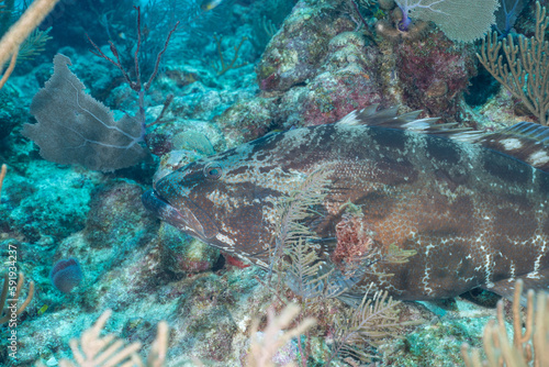 Black grouper resting in the reef