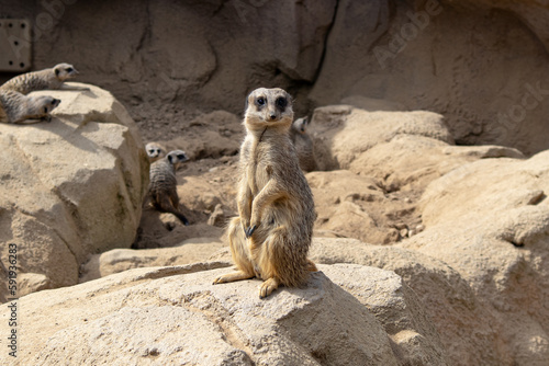 Suricato in piedi su una roccia, suricato seduto, suricato nella savana © Marco