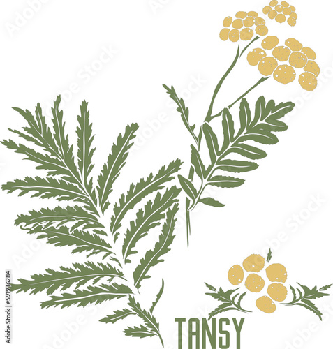 Common tansy flowers in vector silhouette. Tanacetum vulgare medicinal herb image. Set of vector botanical illustration of Tansy plant in color for medicine. Tansy in contour and color singly