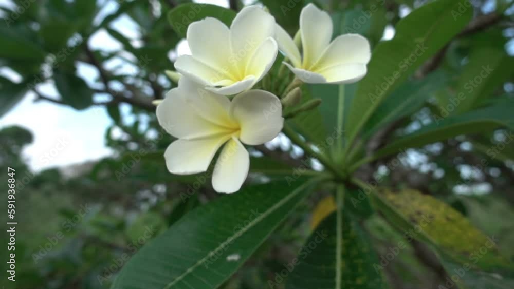 Plumeria branch Yellow and white tropical flower swaying in the wind Plumeria branch Yellow and white tropical flower swaying in the wind