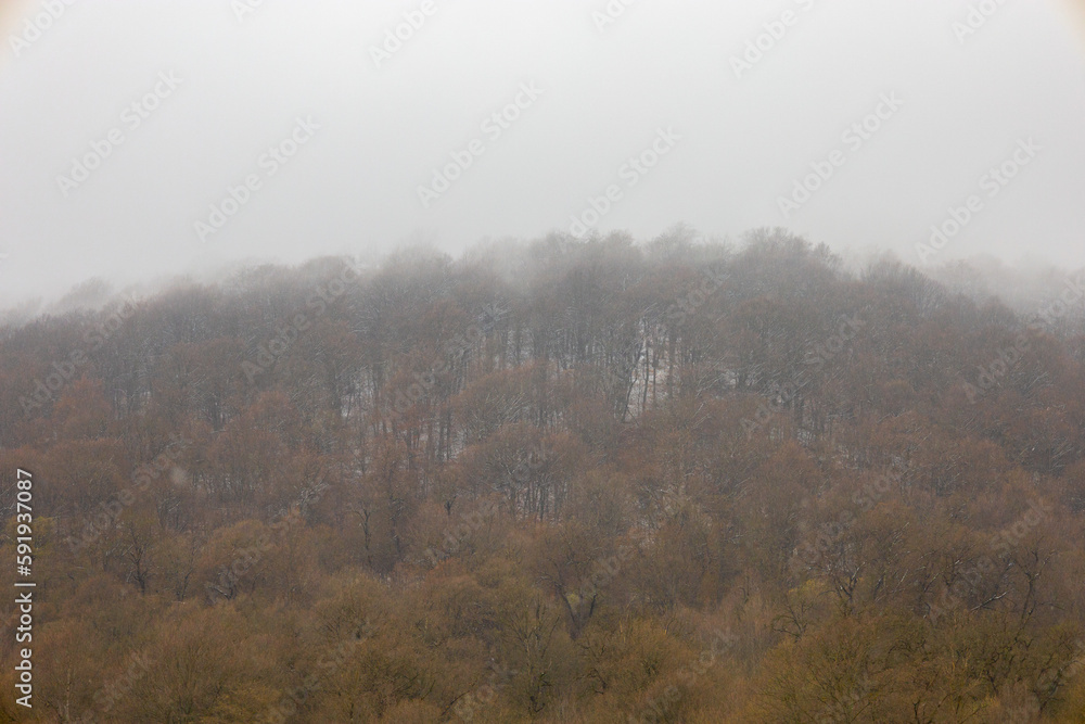 Trees on top of a hill covered by fog in early spring Trees on top of a hill covered by fog in early spring