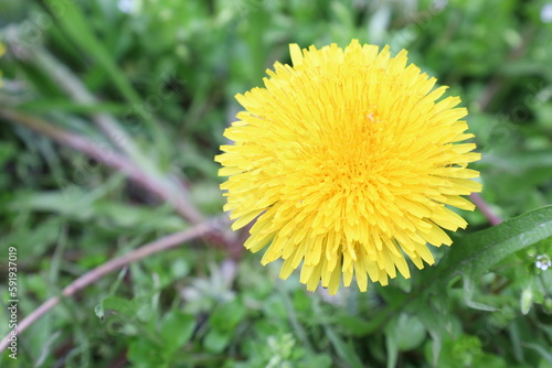 Close up of vivid yellow dandelion with green fresh grass in the background  after a spring rain  top view  shallow depth of field