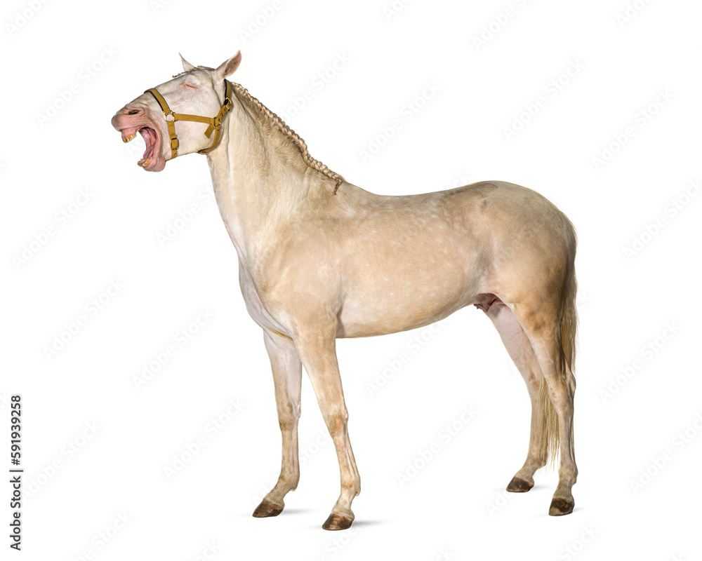 Fototapeta premium Horse, wearing a harness, mouth wide open showing his tongue and teeth, looks like he is laughing out loud, isolated on white