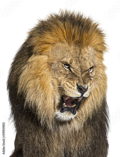 Fototapeta Naklejka Na Ścianę i Meble -  Lion pulling a face, looking at the camera and showing its teeth, isolated on yellow background