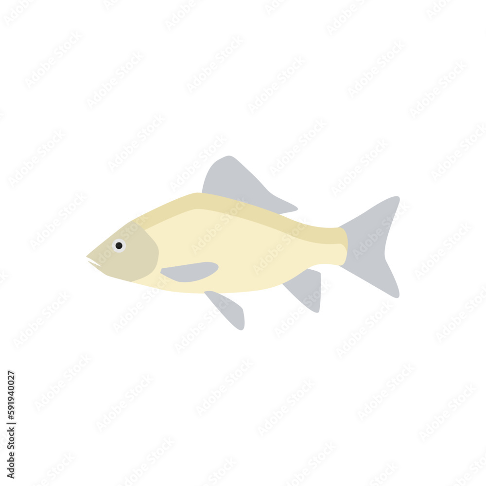 freshwater carp fish flat design vector illustration freshwater carp fish flat design vector illustration