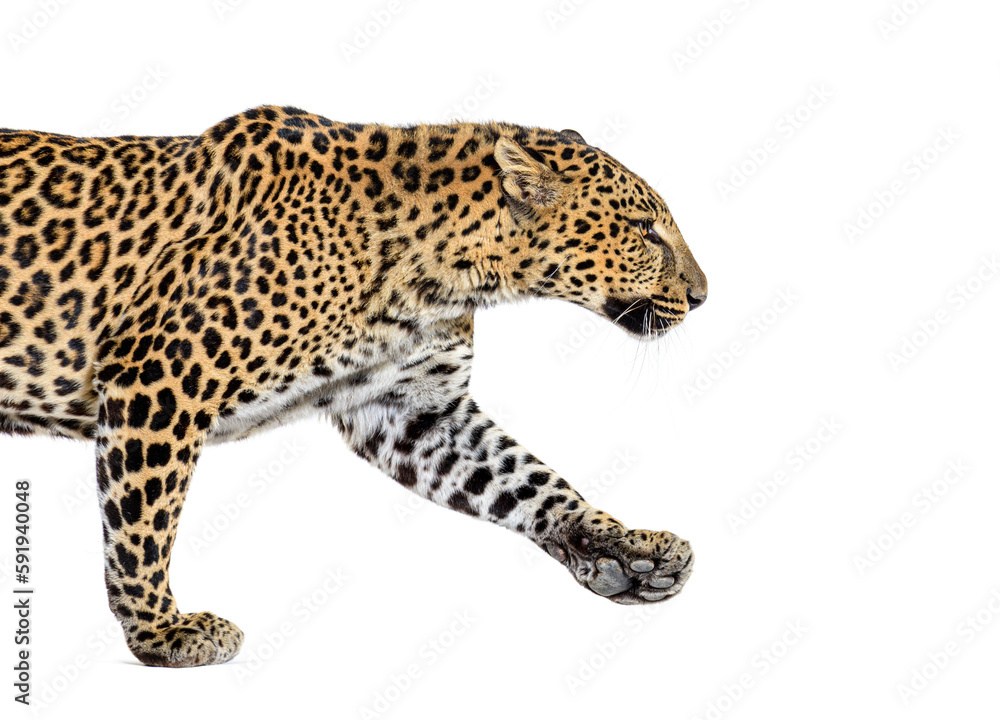 Obraz premium Side view of a Spotted leopard walking away, Panthera pardus, isolated on white