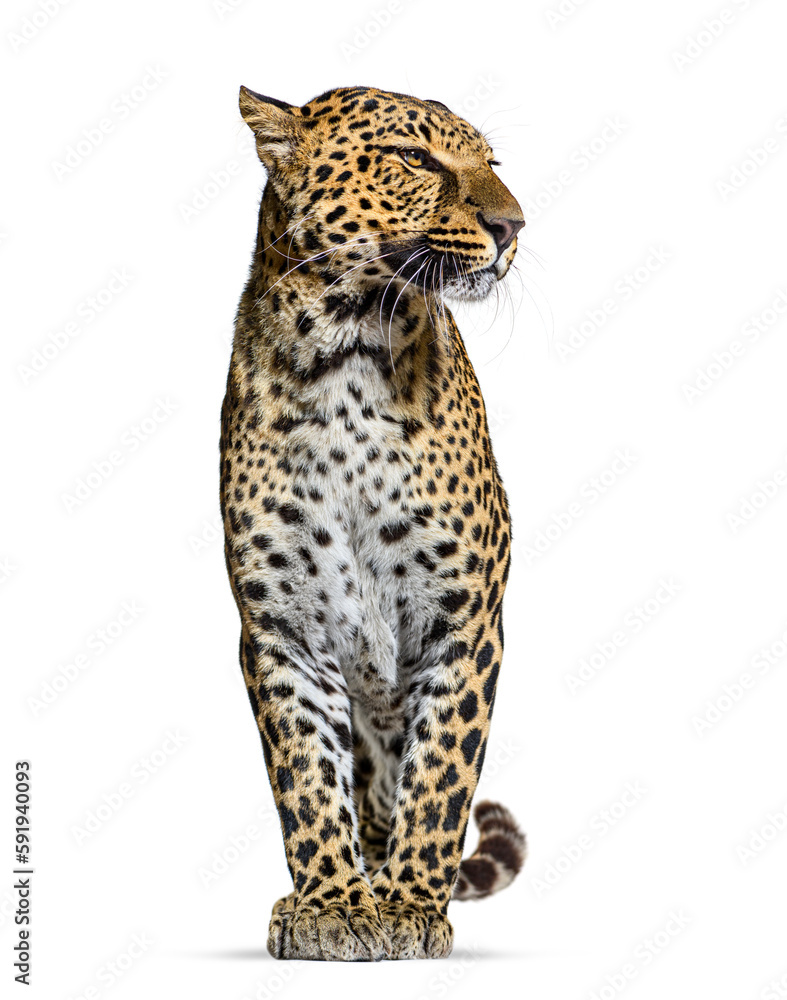 Spotted leopard, Panthera pardus, standing proudly and looking away, isolated on white Spotted leopard, Panthera pardus, standing proudly and looking away, isolated on white