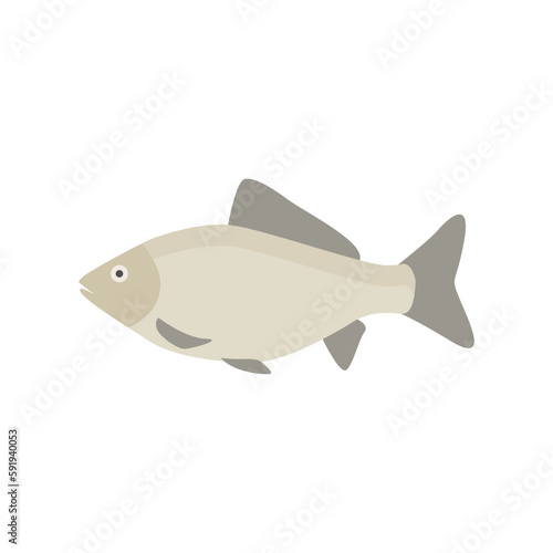 freshwater carp fish flat design vector illustration