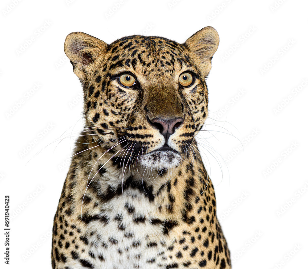 Fototapeta premium Head shot of a Spotted leopard, Panthera pardus, isolated on white