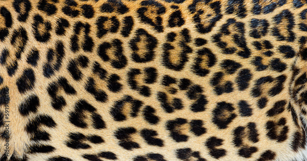 Close up of spotted Leopard fur texture Close up of spotted Leopard fur texture