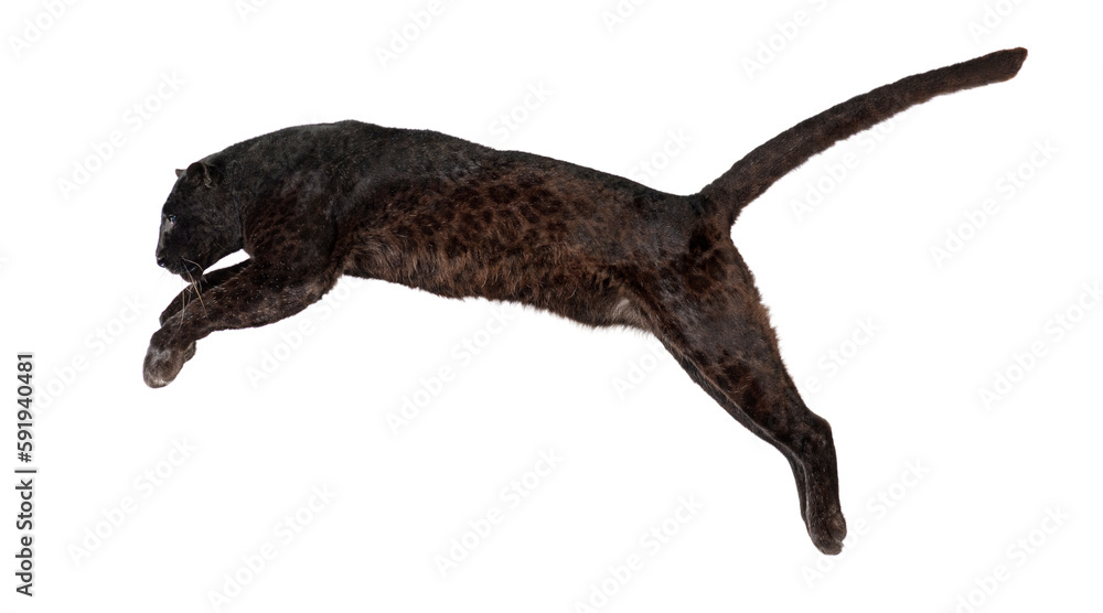 Side view of a black leopard leaping, panthera pardus, isolated on white background