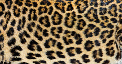 Close up of spotted Leopard fur texture © Eric Isselée