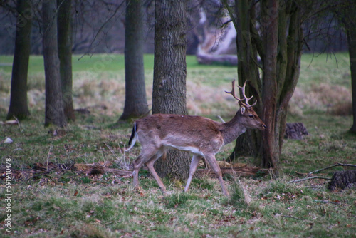 Fototapeta Naklejka Na Ścianę i Meble -  A view of a Fallow Deer in the wild in Shropshire