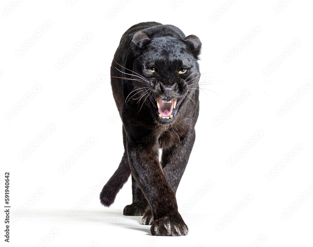 black leopard, panthera pardus, walking towards, staring at the camera and showing his teeth, isolated on white - obrazy, fototapety, plakaty 