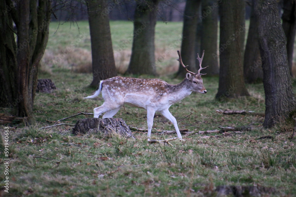 Fototapeta premium A view of a Fallow Deer in the wild in Shropshire