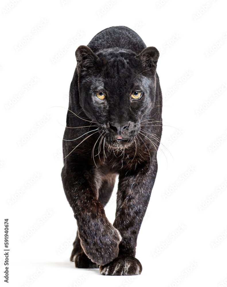 black leopard, panthera pardus, walking towards and staring at the camera, isolated on white - obrazy, fototapety, plakaty 