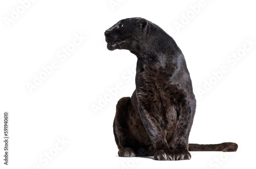 Canvas Print Black Leopard, sitting, looking away, isolated on white