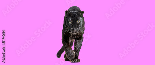 black leopard walking towards the camera and staring at the camera isolated on pink background © Eric Isselée