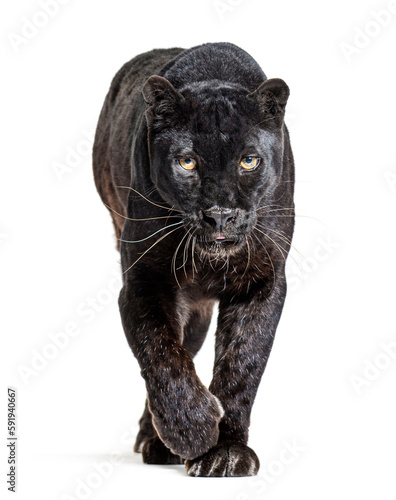 black leopard, panthera pardus, walking towards and staring at the camera, isolated on white
