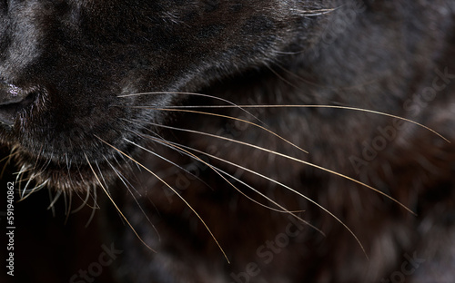 Close-up on the whiskers of a black leopard, big cat