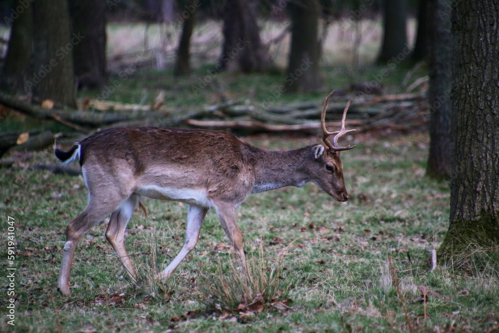A view of a Fallow Deer in the wild in Shropshire A view of a Fallow Deer in the wild in Shropshire