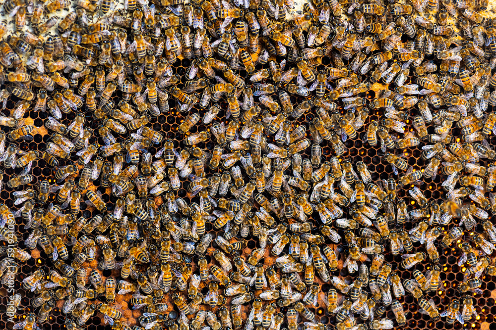 many workers bees seen from above on a piece of honeycomb, Bee background many workers bees seen from above on a piece of honeycomb, Bee background