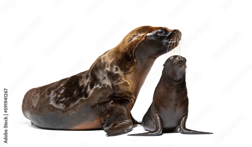 Obraz premium Two months old Pup and its mother South American sea lion, Otaria byronia, isolated on white