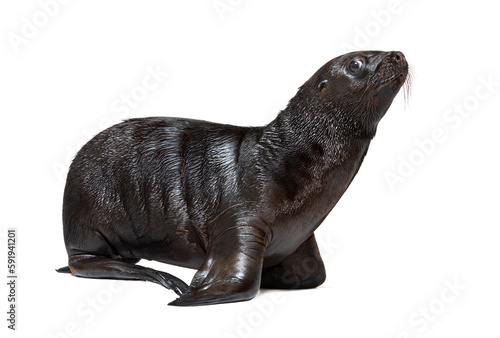 Pup South American sea lion two months old, Otaria byronia, isolated on white © Eric Isselée