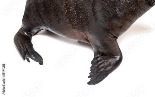 flippers of a South American sea lion, Otaria byronia, isolated on white