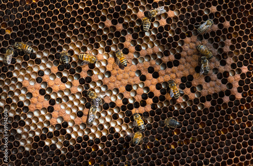 close-up on bee honeycombs filled with bee larvae or empty