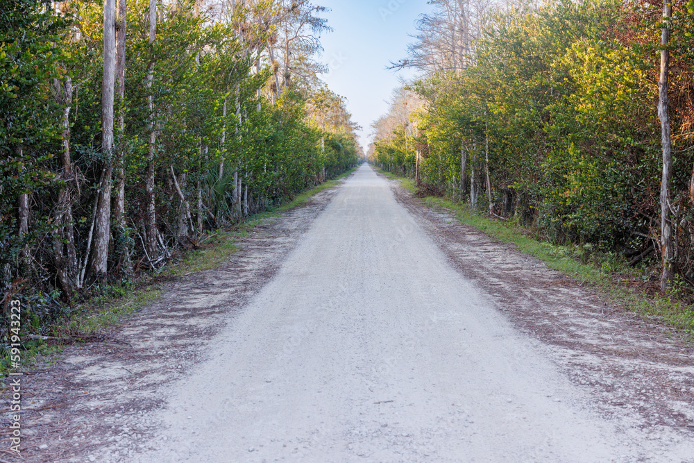 Fototapeta premium shaded road among the Everglades