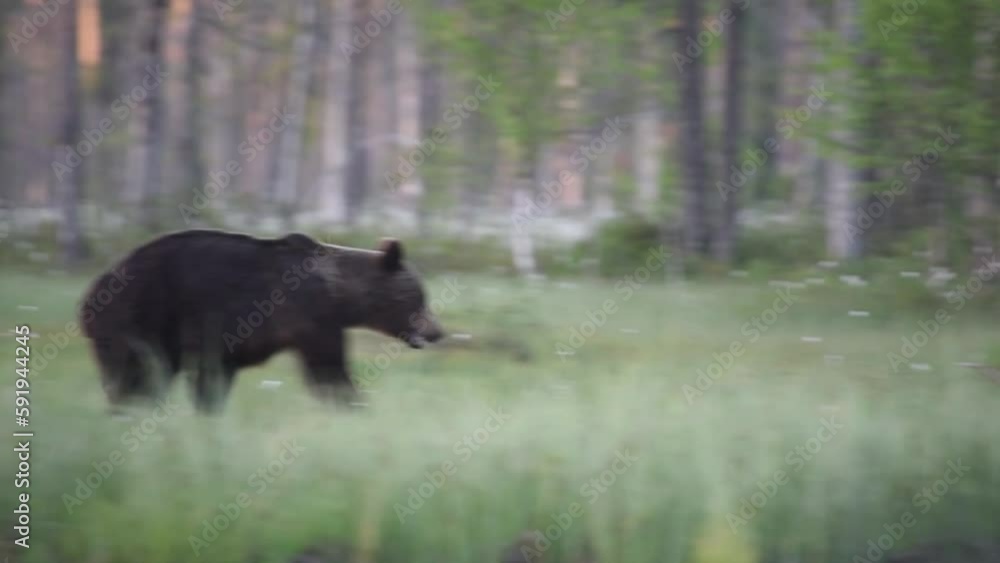 A brown bear running through woods and swamps in eastern Finland A brown bear running through woods and swamps in eastern Finland