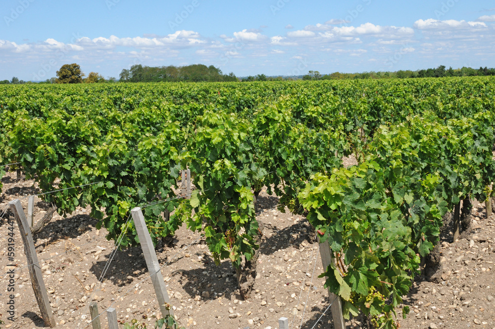 Saint Julien Beychevelle, France - august 18 2016 : vineyard