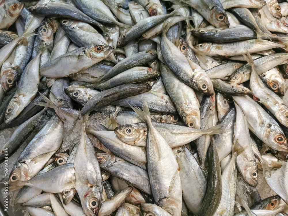 Detailed view of several sardines, whole fresh fish surrounded by crushed ice for sale at a supermarket fishmonger, commercial food photography Detailed view of several sardines, whole fresh fish surrounded by crushed ice for sale at a supermarket fishmonger, commercial food photography