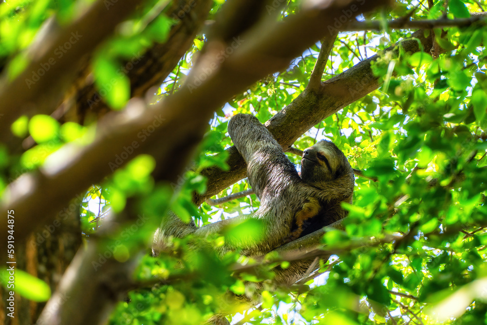 A sloth hanging from a tree in Centenario Park in Cartagena. A sloth hanging from a tree in Centenario Park in Cartagena.