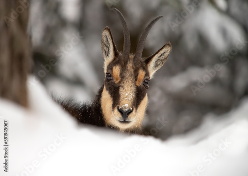 The Mountain chamois (Rupicapra rupicapra) in the winter open landscape. Photographed in a forest in the Czech mountains.