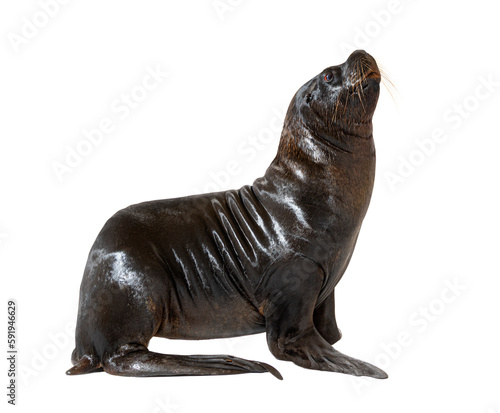 Large male South American sea lion, Otaria byronia, isolated on white