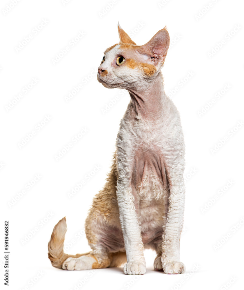 Sitting Devon rex cat looking away, isolated on white