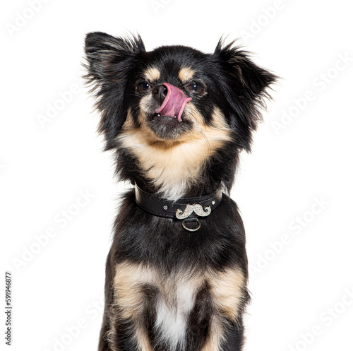 Head shot of a Chihuahua wearing a collar and licking its lips, isolated on white © Eric Isselée