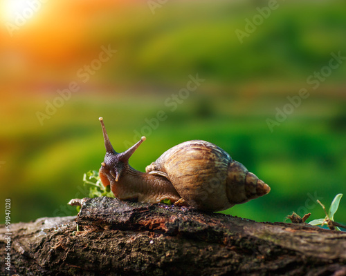 A large Akhatina snail in  natural conditions tats young shoots of greenery grown on a log photo