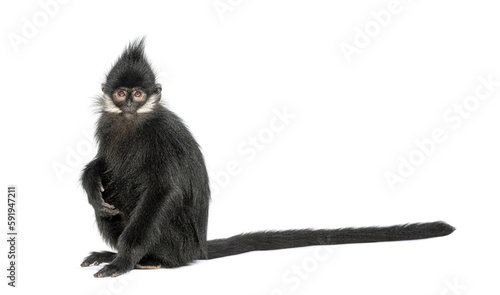 Young François' langur looking at the camera, Trachypithecus francoisi, isolated on white photo