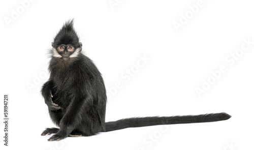 Young François' langur looking at the camera, Trachypithecus francoisi, isolated on white